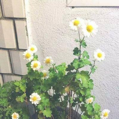 魔幻厨房测试版下载